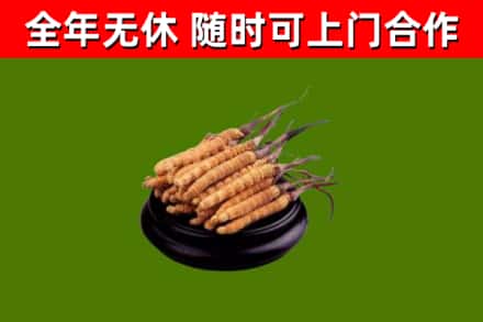 玉泉回收散虫草