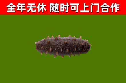 玉泉回收海参干